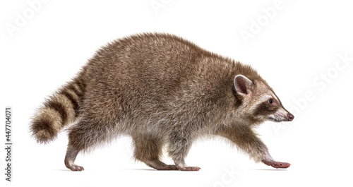Side view, red raccoon walking away, Isolated