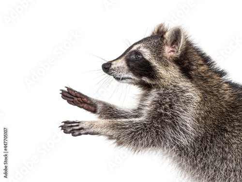 Young raccoon try to reaching something, raising paws
