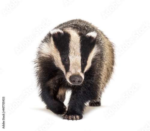 European badger walking towards the camera, six months old, isolated