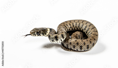 Young Grass snake, Natrix natrix, Isolated on white