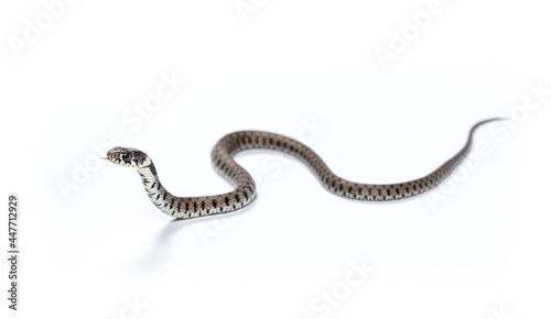 Grass snake sliding and smelling with its tongue, Natrix natrix, Isolated on white