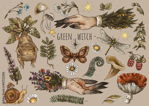 Vintage magic plants, witch hands, Witchcraft mystery, mandrake root, mushrooms, flowers, chamomile, amanita, fern leaves