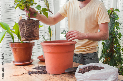 Male hands picking up a plant to take it to its new pot. Transplanting and gardening concept.