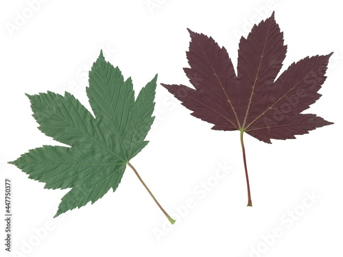 awers and revers leaf of sycamore maple tree isolated on white