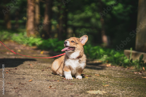 sweet and happy corgi puppy