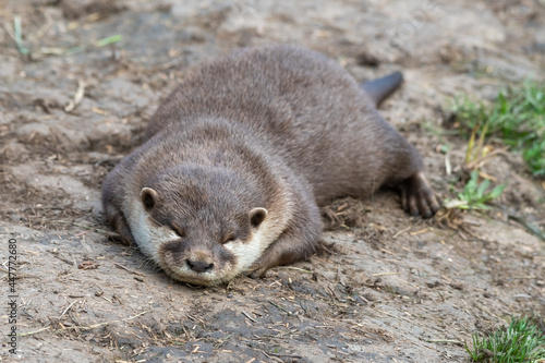 Asian Small-Clawed Otter Playing in Grass