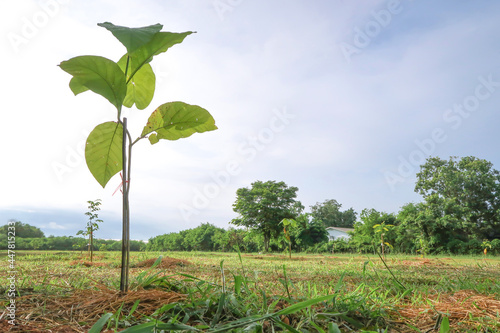 Young teak tree seeding plantation in the garden