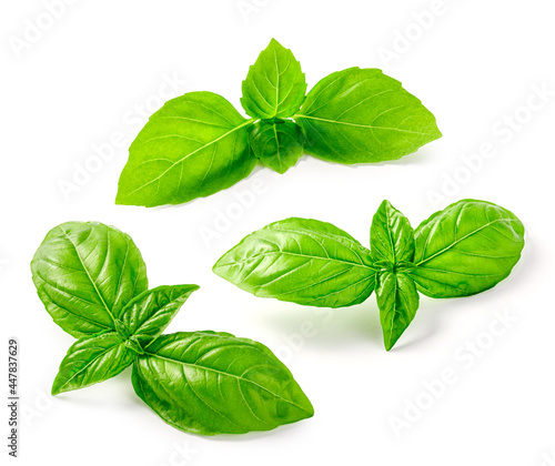 Set of basil leaves isolated. Basil leaf on white background. Fresh basil.
