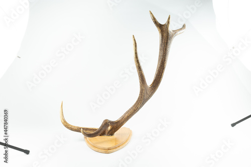 An angled view of a whitetail deer antler isolated on white
