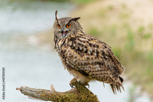 Eurasian Eagle-Owl (Bubo bubo) sitting on a branch in Gelderland in the Netherlands 