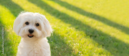 Maltese dog looks at the camera on a grass background in with sunlight. Banner background with copy space.