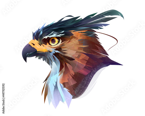 drawn color bright bird of prey hawk portrait on white background