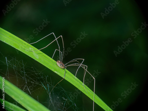 Brown harvestman, Phalangium opilio arachnid on grass.