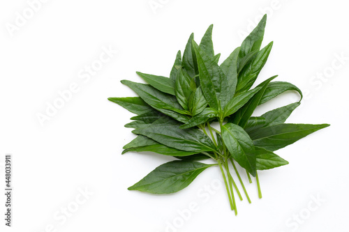 Kariyat or Andrographis paniculata green leaves on white background.