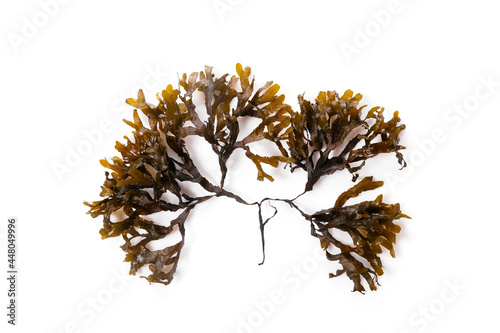 Fucus seaweed isolated on white background. Baltic sea. Latvia,