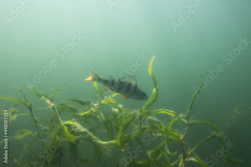 European perch in the lake underwater in freshwater.