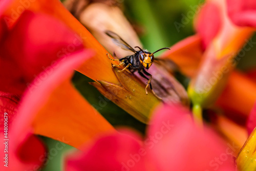 asian hornet close up in the garden