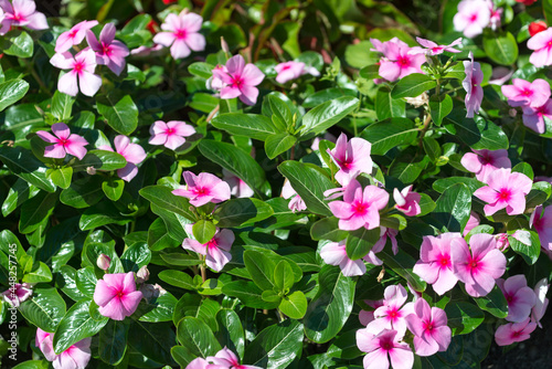 pink impatient flowers in a garden