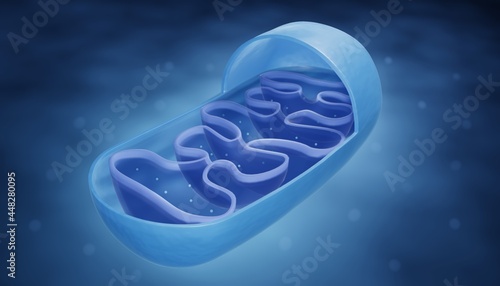 Mitochondrion anatomy 3d illustration