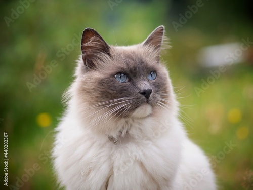 Ragdoll Cat