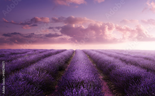 A vivid purple blooming lavender field in summer at sunset. Flower field landscape in the UK.