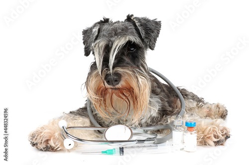 miniature schnauzer lying on the floor with stethoscope isolated on white 