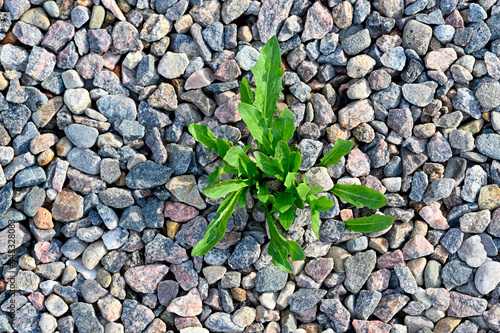 unwanted weed growing green in gravel path