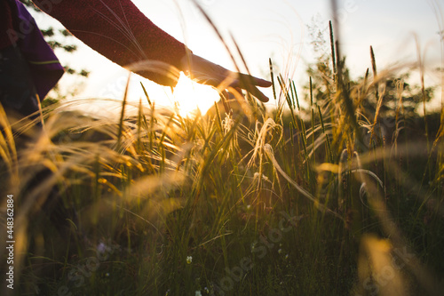 the girl touches the grass while walking in the meadows