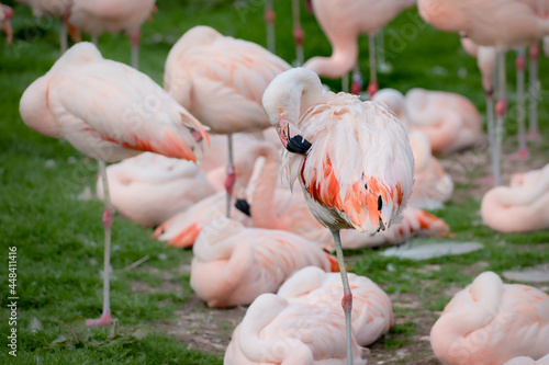 A Chilean flamingo grooming pink feathers in a flamboyance