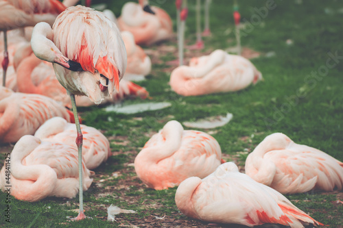 A Chilean flamingo grooming pink feathers in a flamboyance