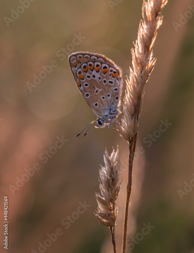 Motyl