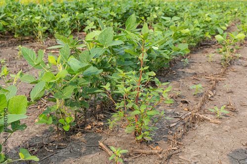 Waterhemp weed growing in soybean field. Weed control, management and herbicide resistance concept.