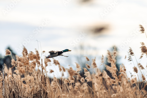 Male mallard duck flying over a pond over reeds. The duck takes off.