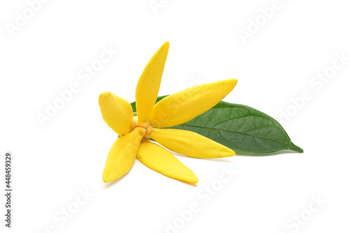 Ylang-Ylang (Cananga odorata) valued for perfume extracted from its flowers, which is an essential oil used in aromatherapy. Also called fragrant cananga, Macassar-oil, or perfume tree. Isolated