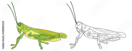 Green grasshopper insect on white background and line art black and white version vector illustration
