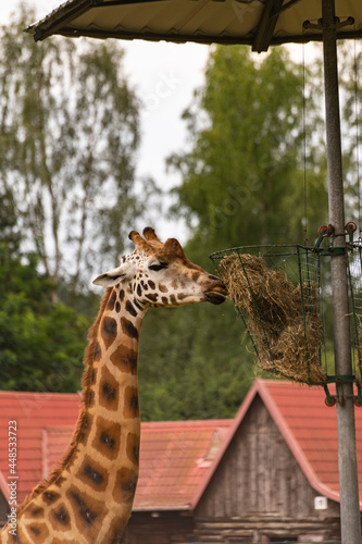 Żyrafa jedząca w zoo