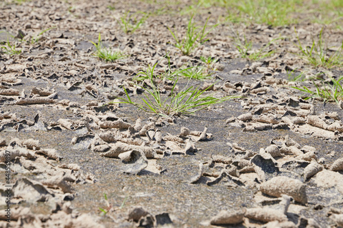 sucha ziemia-brak wody