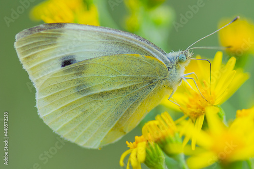 Motyl Bielinek