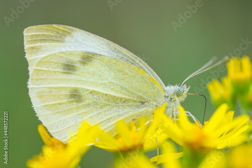 Motyl Bielinek