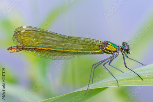 Ważka Calopteryx splendens – Świtezianka błyszcząca