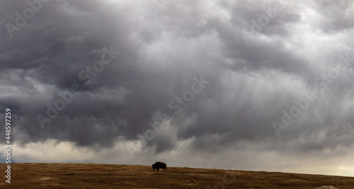 Buffalo at Theodore Roosevelt National Park in North Dakota 