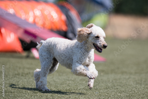 Outside agility shoot of attentive obedient small apricot poodle running on dog agility competition sunny summer day. Purebred caniche moyen with show curly hair cut enjoying summer sport activities. 