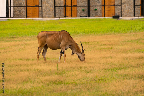 Eland w ogrodzie zoologicznym