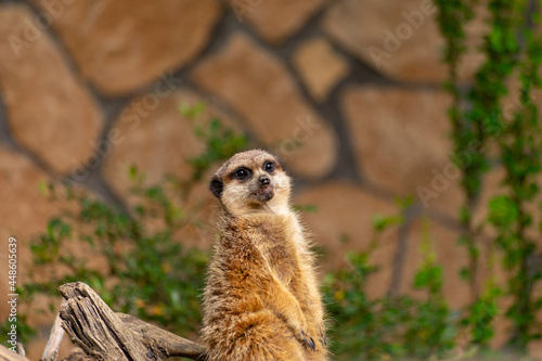 Surykatka w zoo rozglądająca się