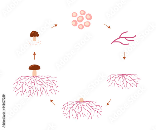 Mushroom life cycle stages, growth mycelium from spore. Spore germination, mycelial expansion and formation hyphal knot. Vector illustration