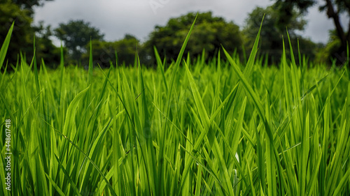 Green fodder crop grown for cattle near Mysore