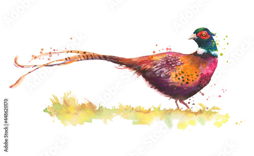 watercolor sketch of a pheasant bird isolated on white
