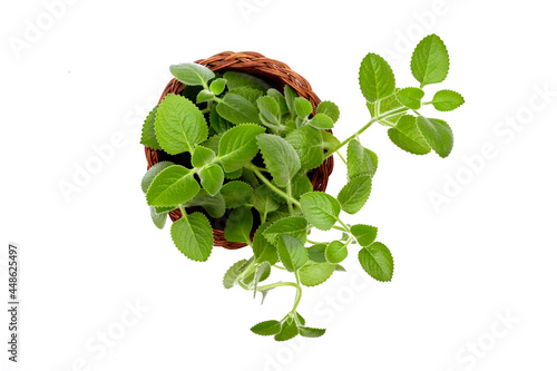Coleus amboinicus, synonym Plectranthus amboinicus, known as Indian borage, country borage, Spanish thyme., French thyme, Indian mint, Mexican mint, Cuban oregano or soup mint on white background 