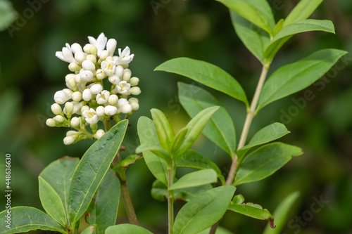 Wild privet (ligustrum vulgare) flowers