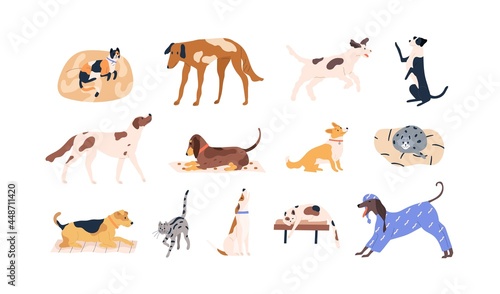 Set of cute pets. Adorable cats, dogs of different breeds. Collection of funny feline and canine animals. Colored flat vector illustration of kitties and doggies isolated on white background